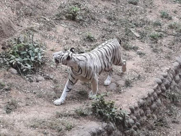 Gwalior Zoo-1